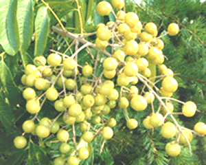 �L�w�l�G��